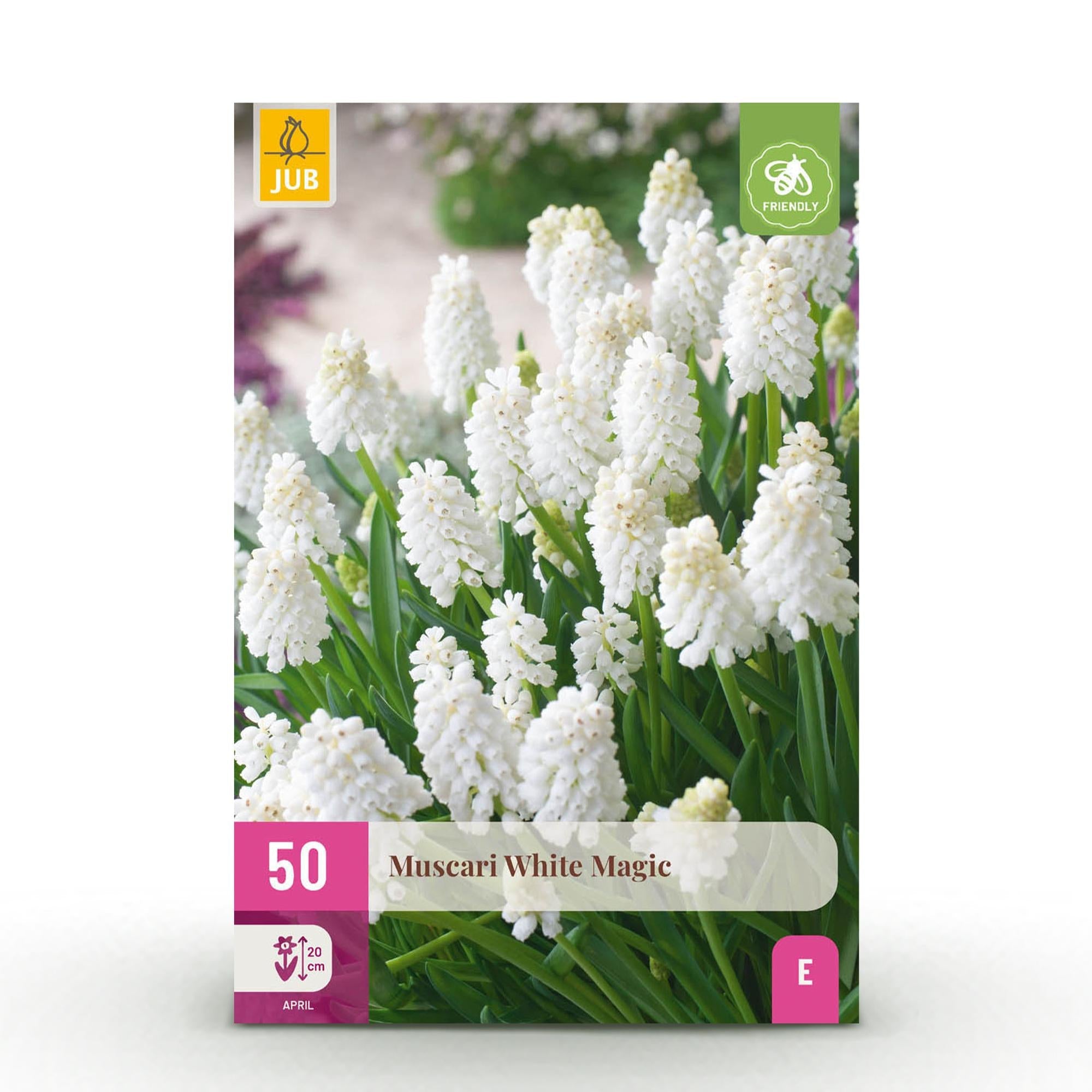 green-guardia-muscari-white-magic-blumenzwiebeln-wei-50-st-ck image 1