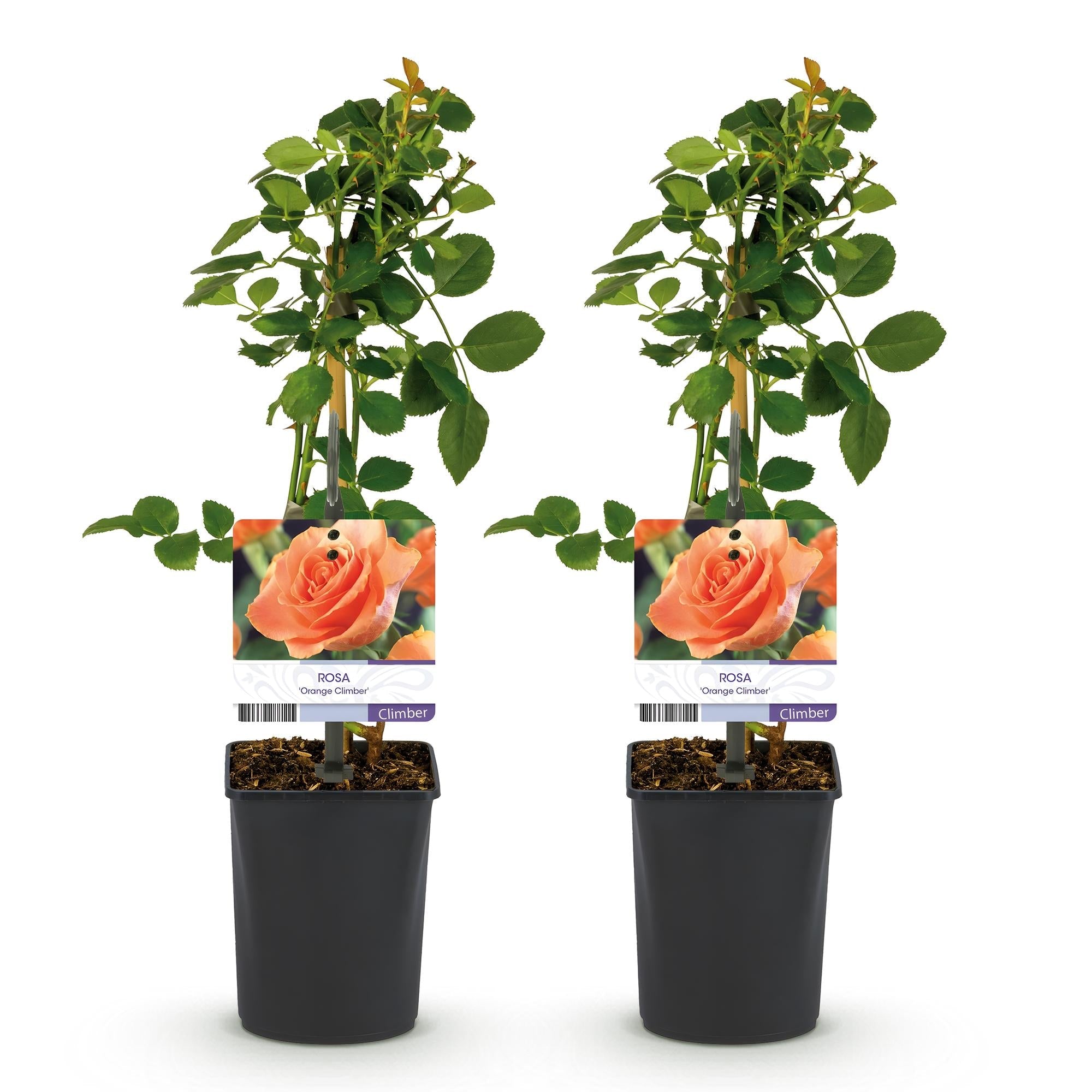 green-guardia-unsere-pflanzen-kletterrose-orange-climber-2-pflanzen image 2