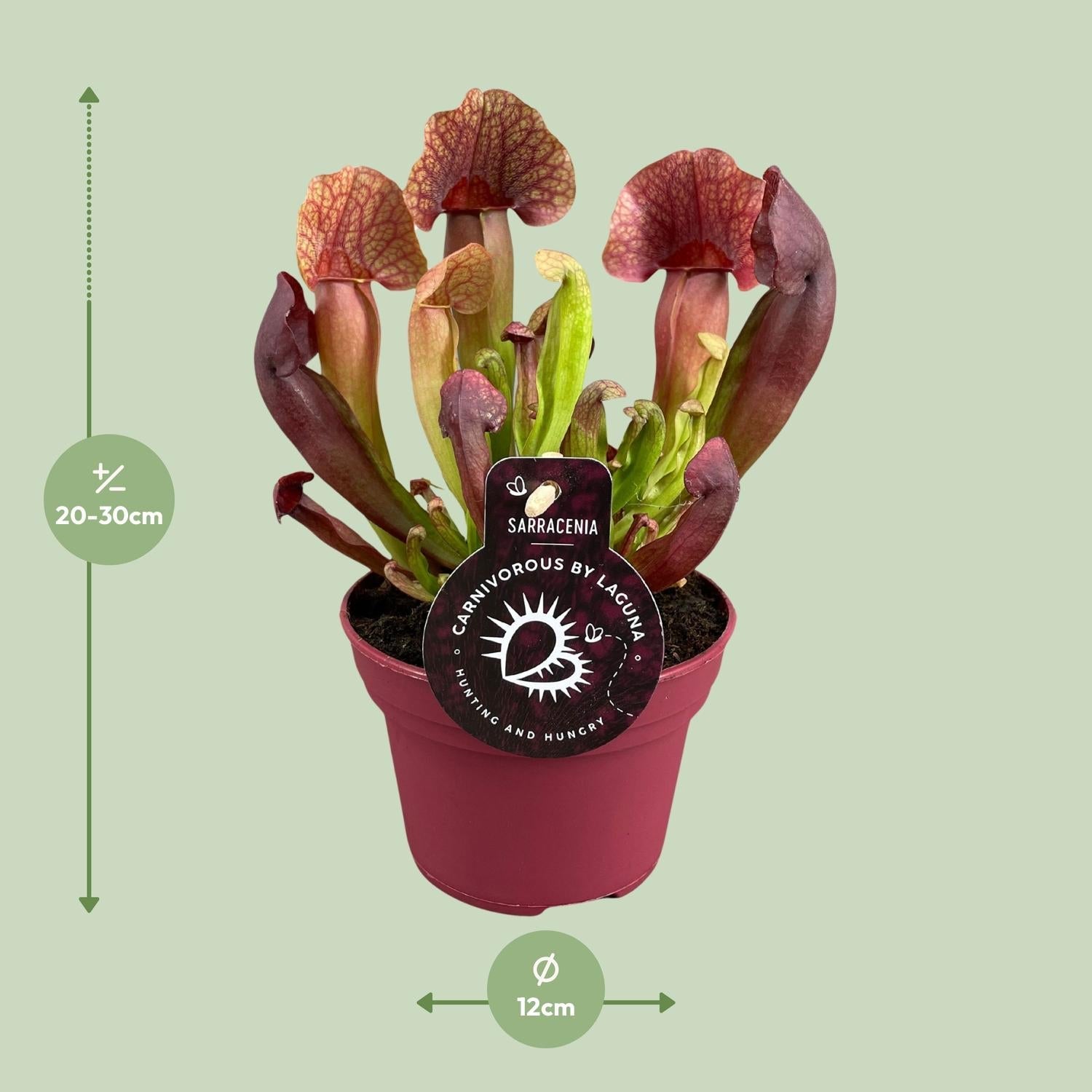 green-guardia-sarracenia-psittacina-schlauchpflanze-12cm-fleischfressend image 5