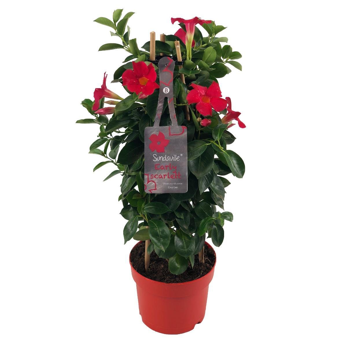 green-guardia-unsere-pflanzen-mandevilla-early-scarlet-dipladenia-17cm image 1