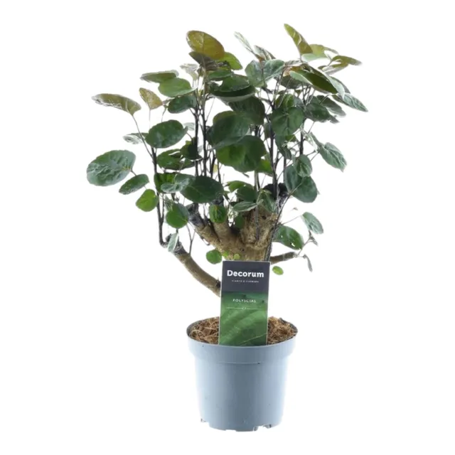 green-guardia-unsere-pflanzen-polyscias-fabian-aralienbaum-45-130-cm image 1