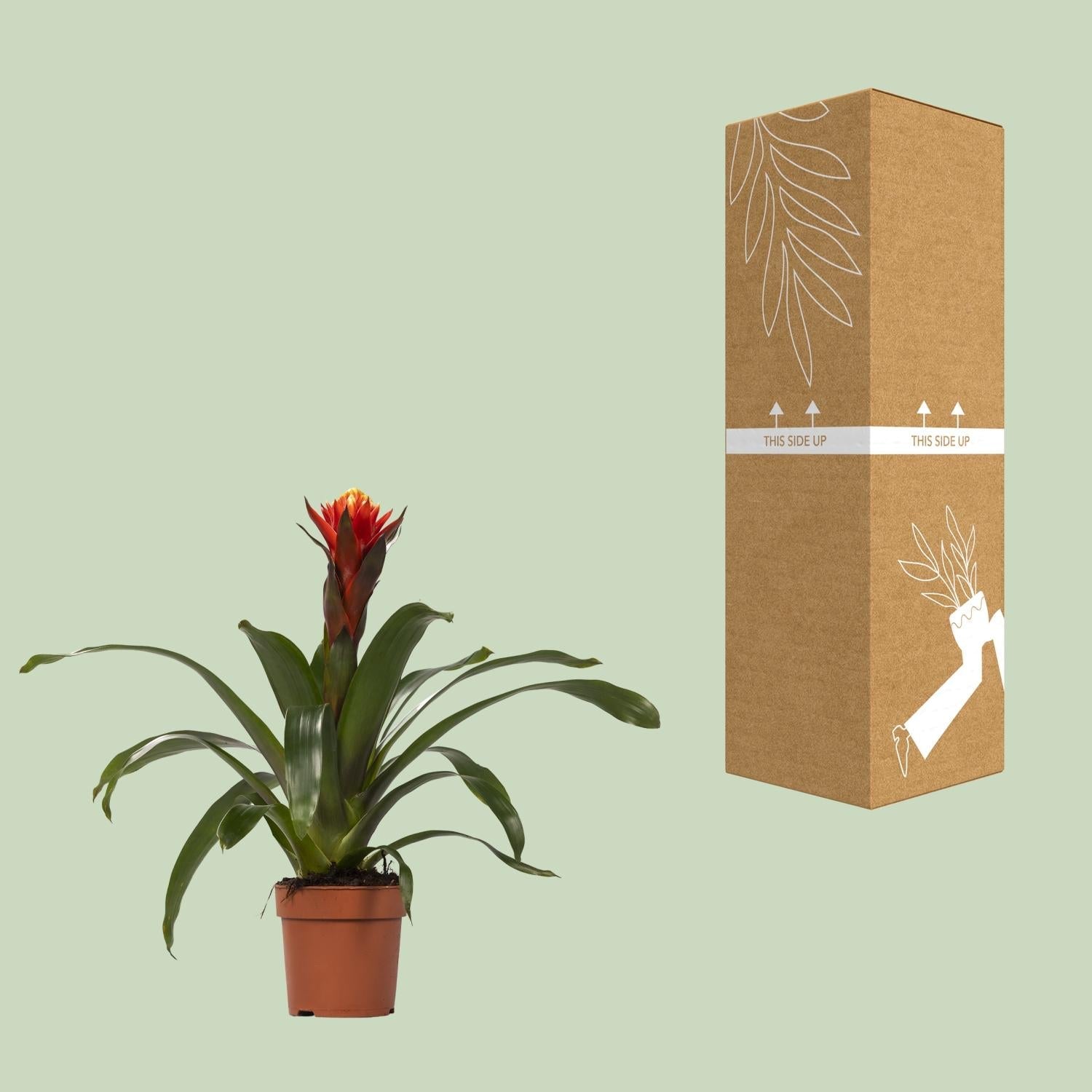 green-guardia-guzmania-bromelie-zimmerpflanze-12cm-topf-crown image 3