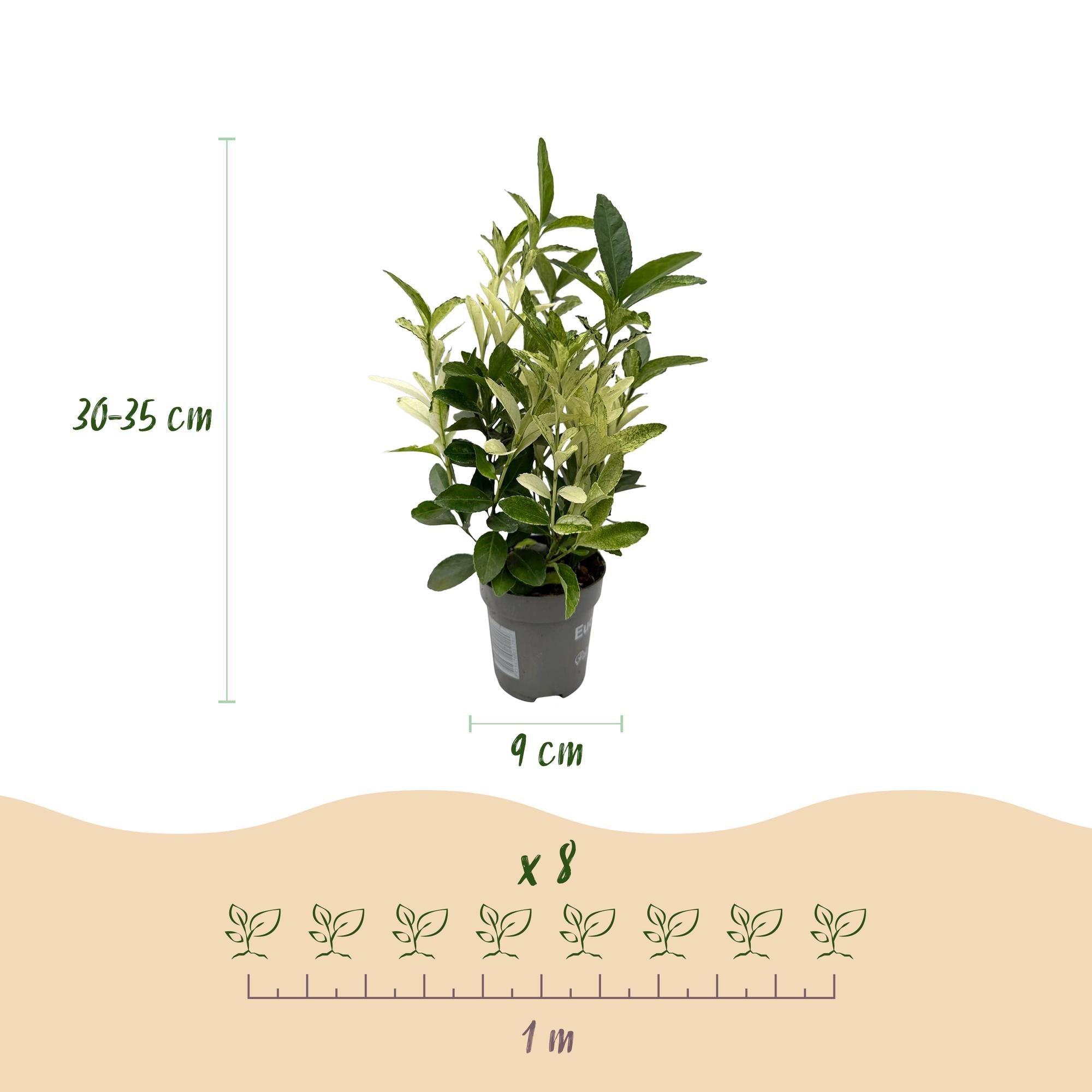 green-guardia-euonymus-paloma-blanca-hecke-8-pflanzen-9cm-topf image 2