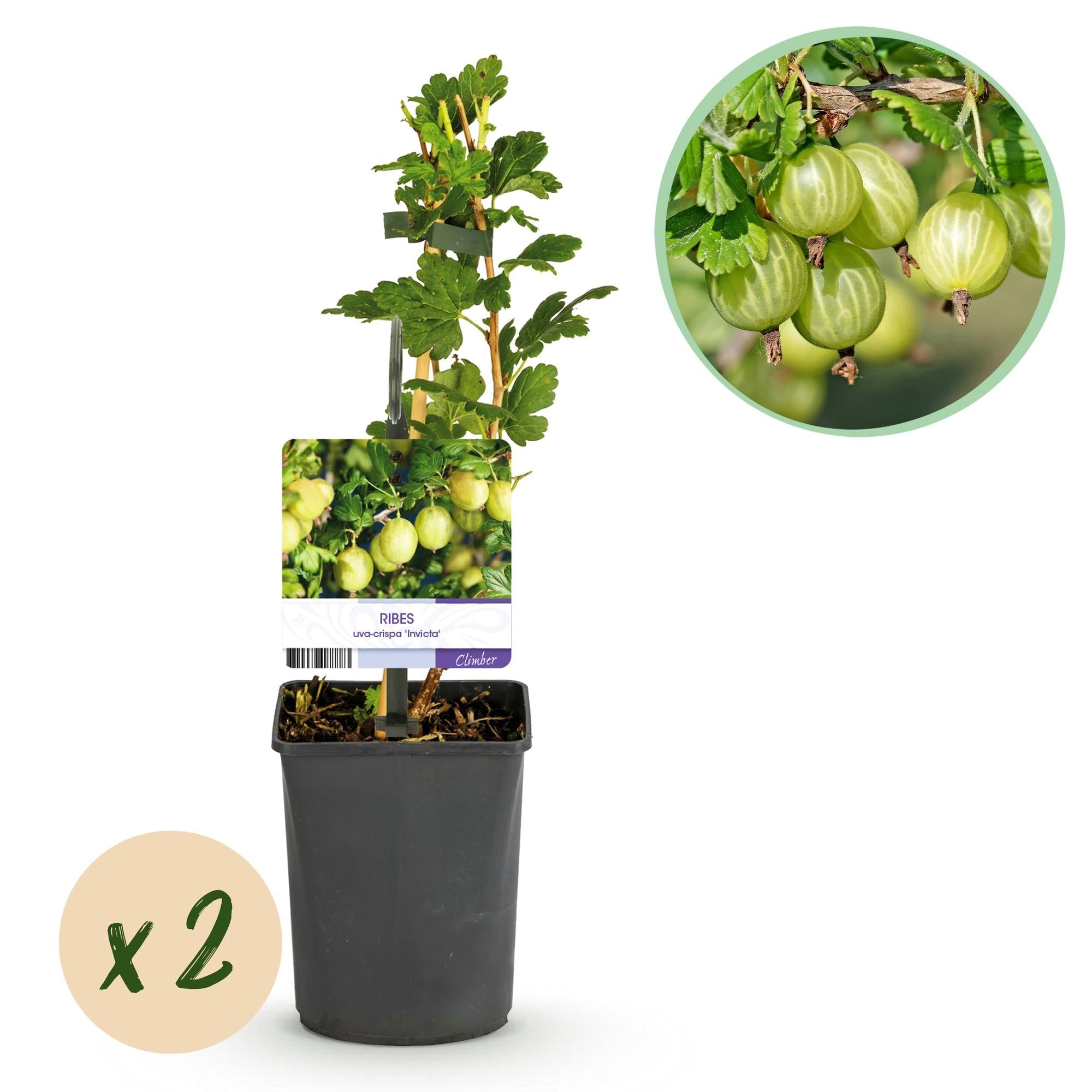 green-guardia-stachelbeere-invicta-obstpflanze-2-pfl-11cm-topf image 1