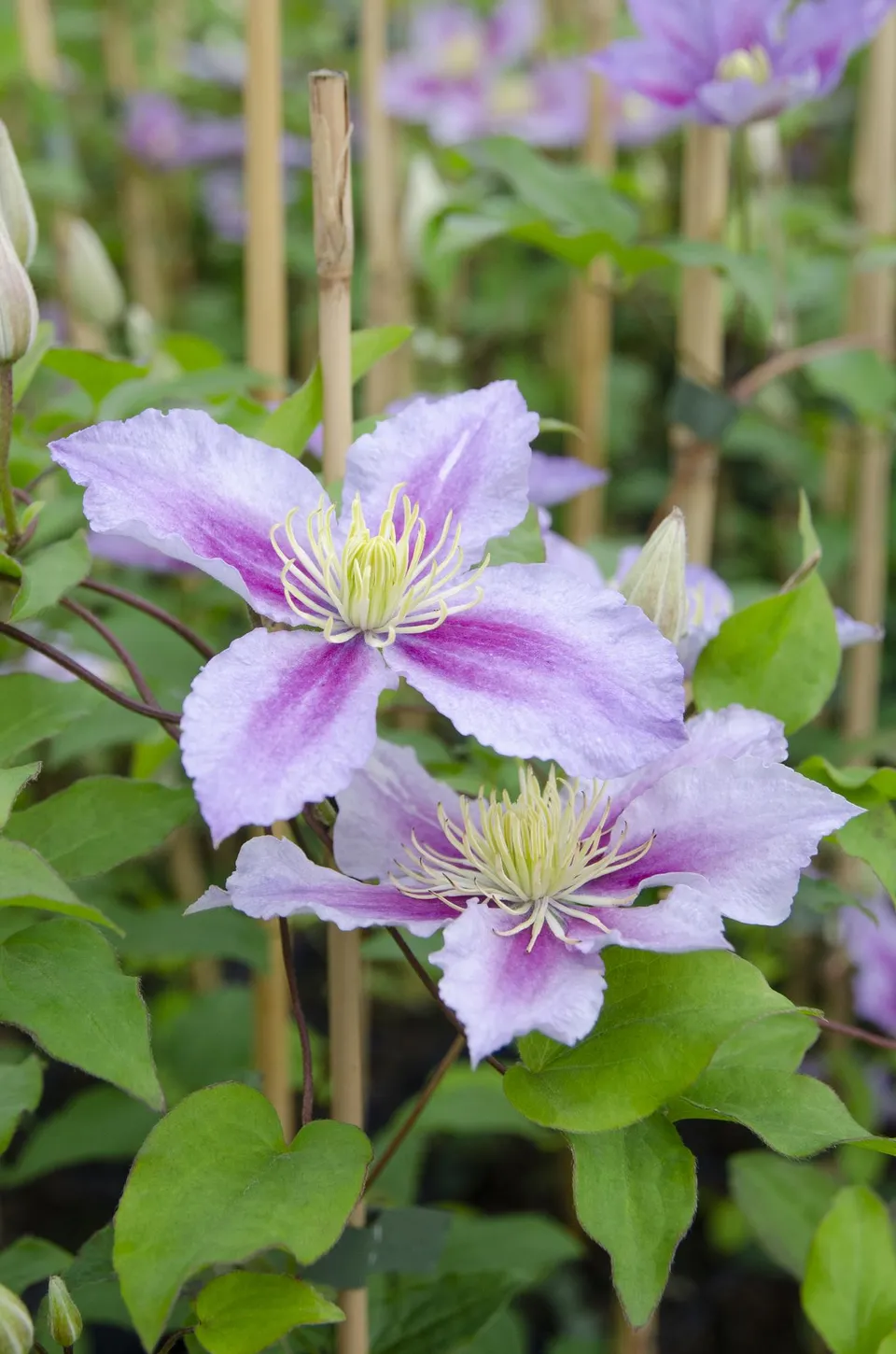 green-guardia-unsere-pflanzen-clematis-piilu-kletterpflanze-15cm-rosa-3x image 1