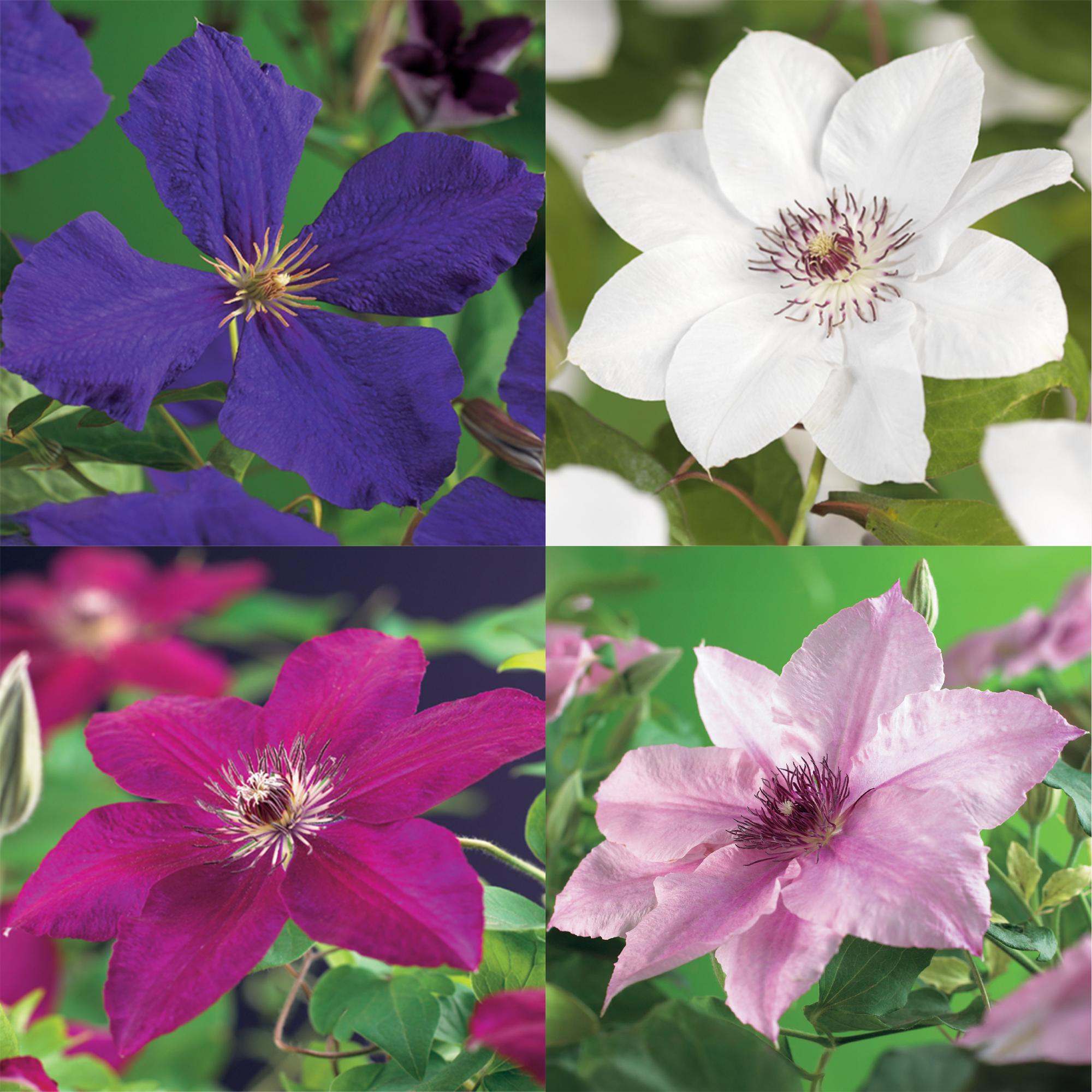 green-guardia-clematis-rainbow-kletterpflanze-4er-set-bunt image 4