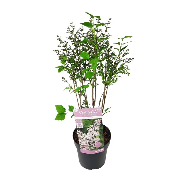 green-guardia-flieder-violet-uprising-zierstrauch-19cm-topf-violett image 1