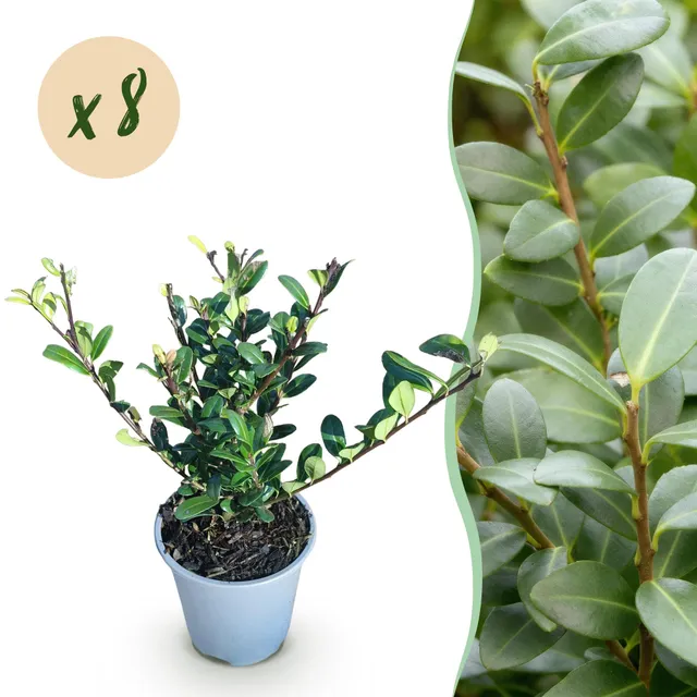 green-guardia-unsere-pflanzen-ilex-caroline-upright-hecke-8er-set-9cm image 1