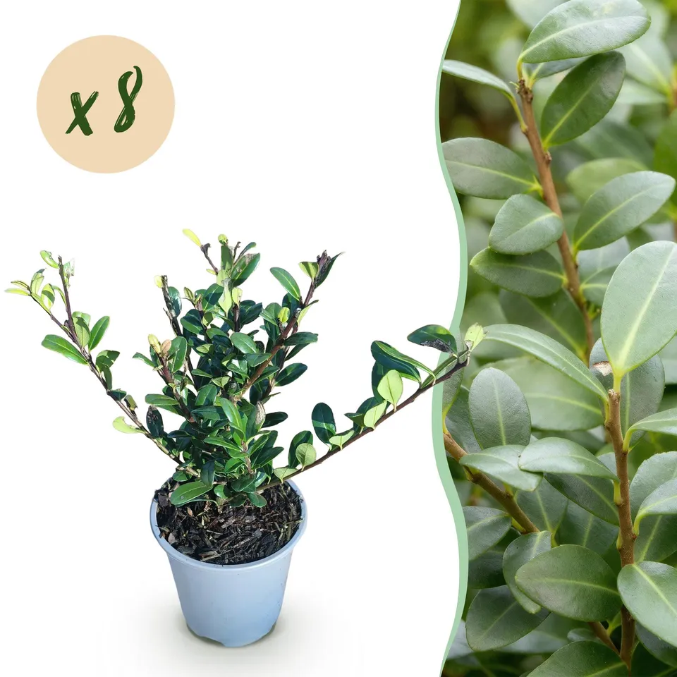 green-guardia-unsere-pflanzen-ilex-caroline-upright-hecke-8er-set-9cm image 1