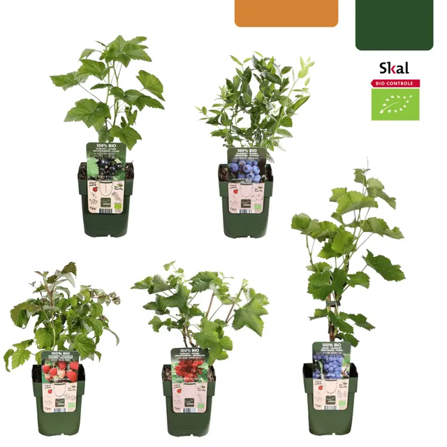green-guardia-fr-chte-oase-bio-obstpflanzen-set-5-sorten image 1