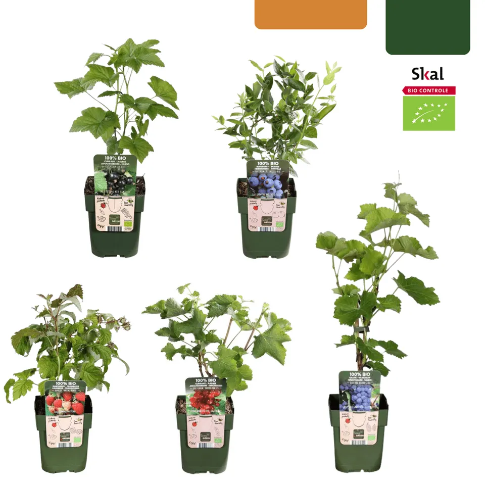 green-guardia-fr-chte-oase-bio-obstpflanzen-set-5-sorten image 1