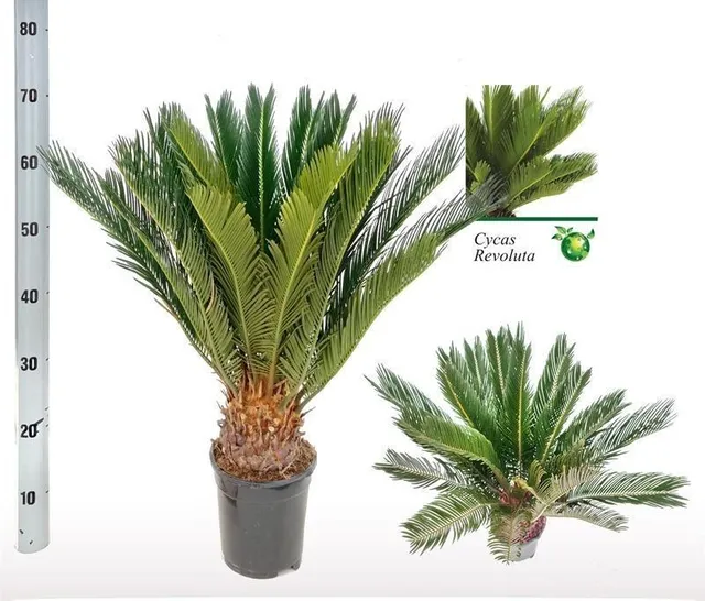 green-guardia-cycas-revoluta-sagopalme-17-cm-topf-60-cm image 1