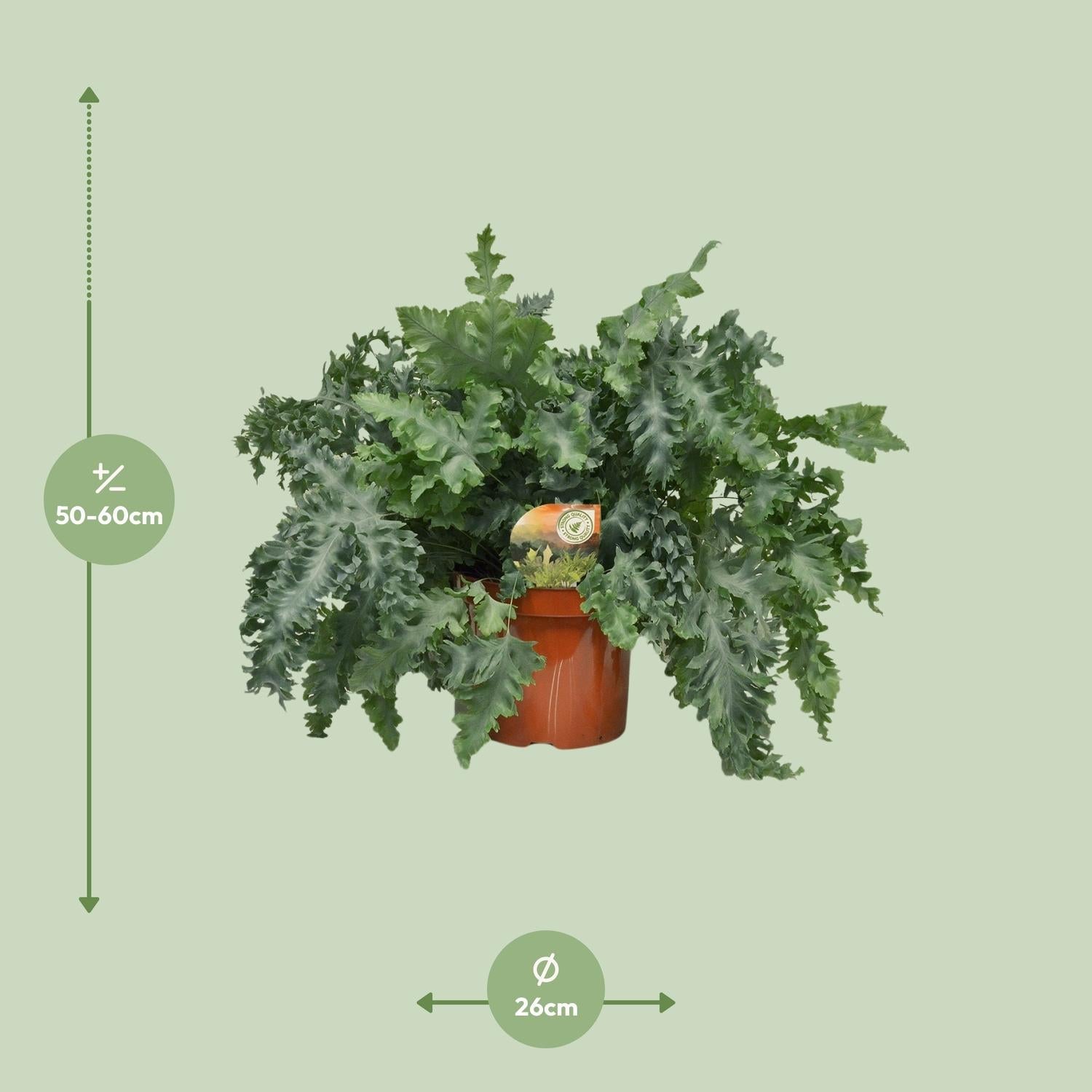 green-guardia-davana-farn-35-cm-12-cm-topf image 4