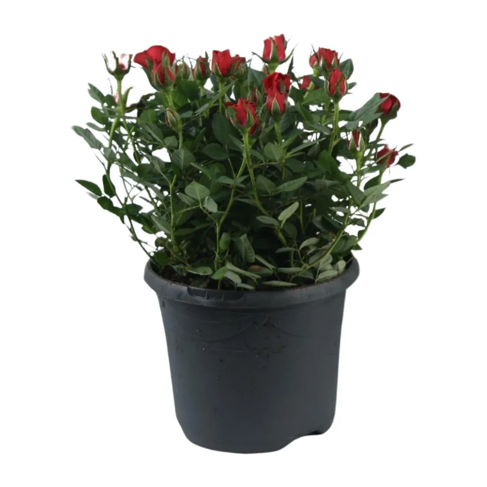 green-guardia-unsere-pflanzen-beetrose-jewel-patio-hot-30cm-pink image 1