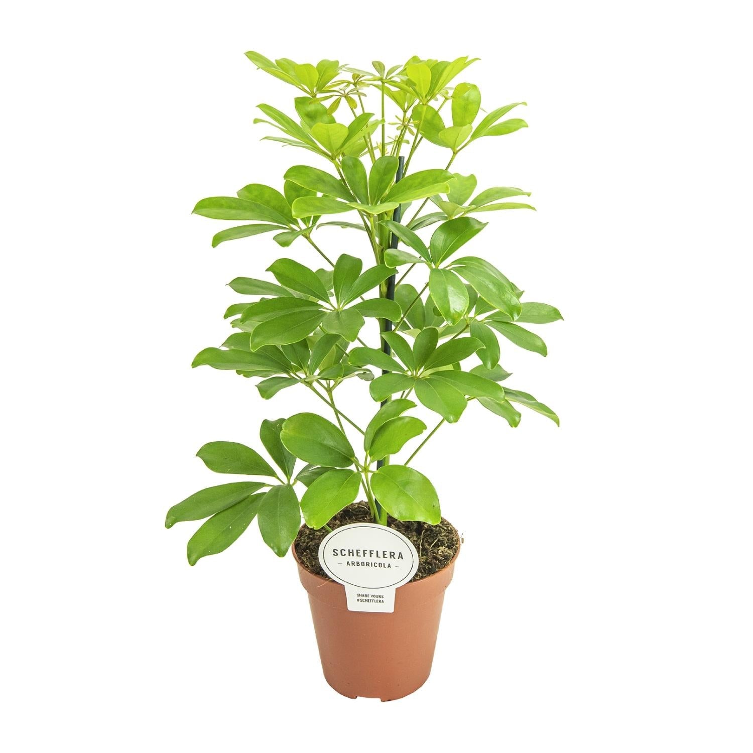 green-guardia-unsere-pflanzen-schefflera-nora-schirmbaum-35-cm image 1