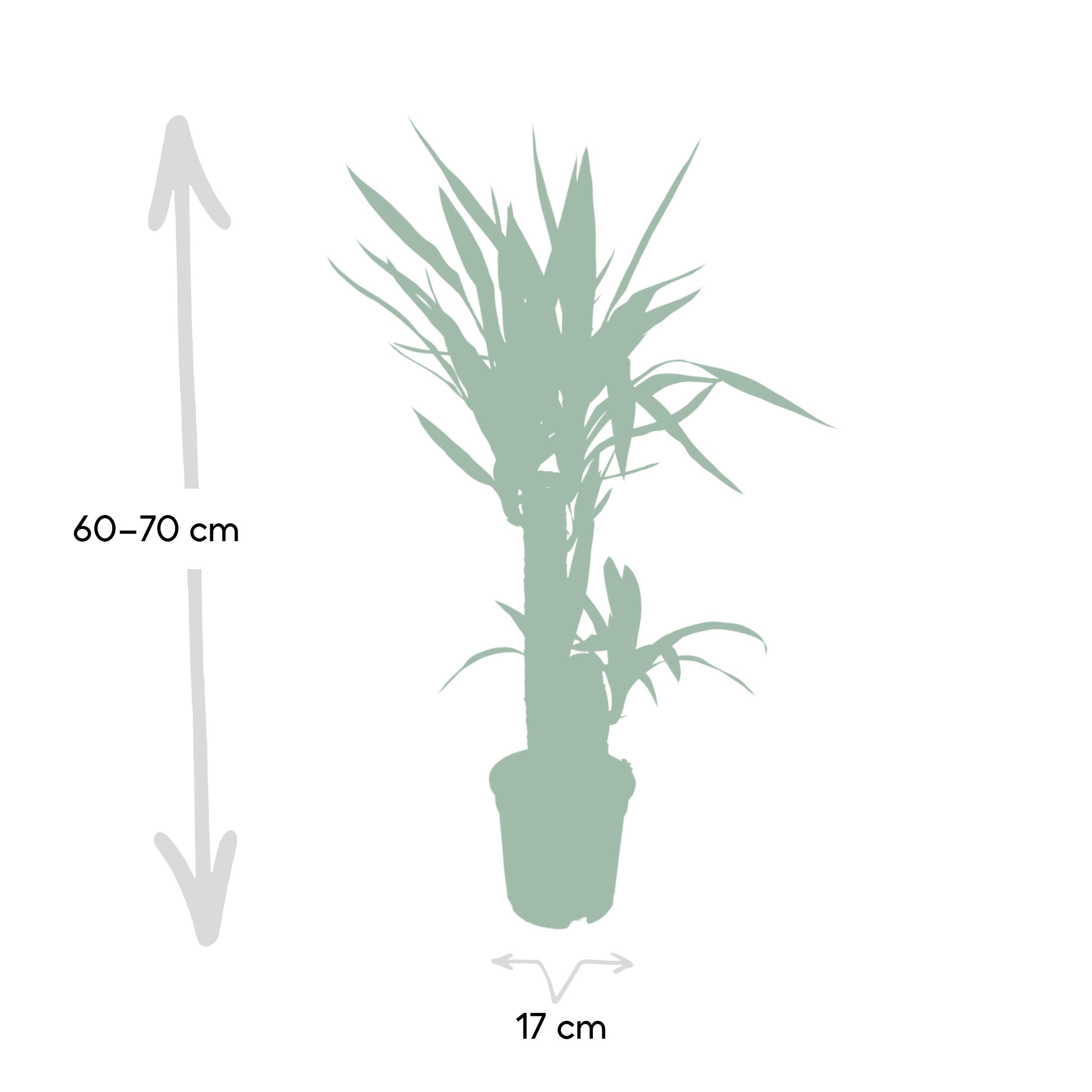 green-guardia-yucca-elephantipes-palmlilie-30cm image 2