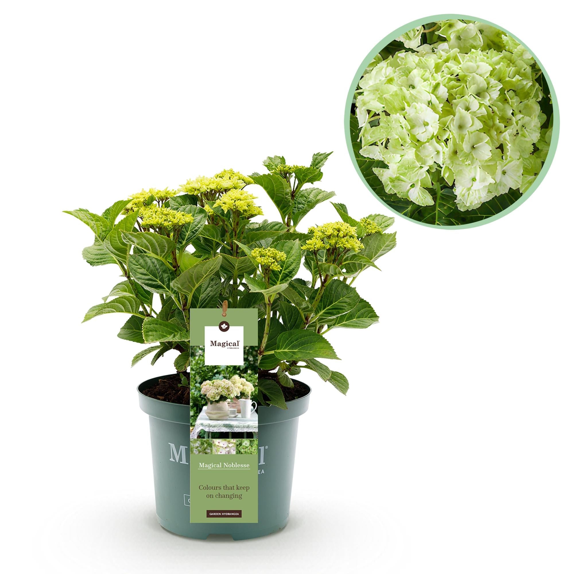 green-guardia-magical-nobless-hortensie-wei-1x-pflanze image 1