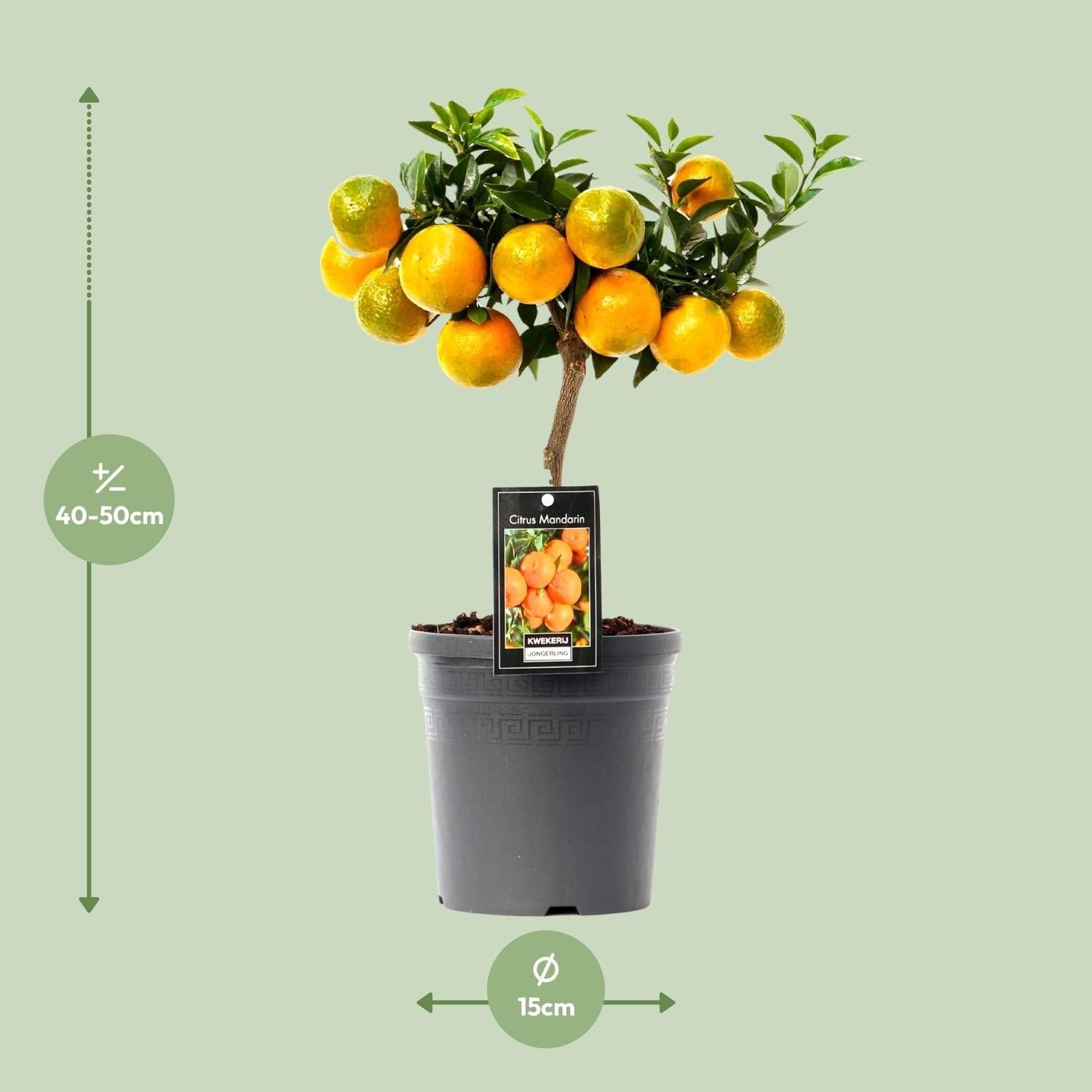 green-guardia-citrus-mandarin-16cm-topf-45cm-hoch image 2