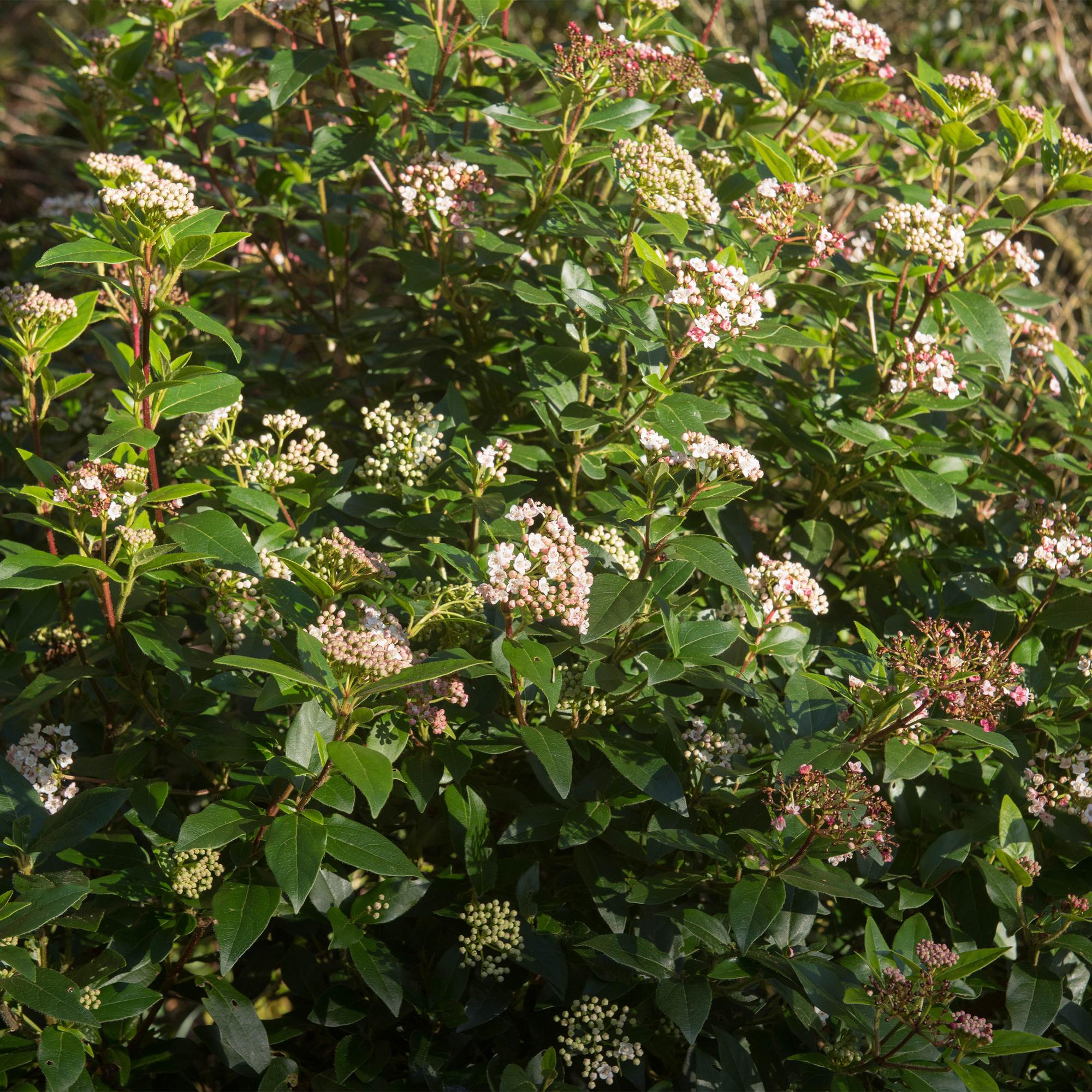 green-guardia-unsere-pflanzen-viburnum-tinus-eve-price-stamm-90cm-winterhart image 5