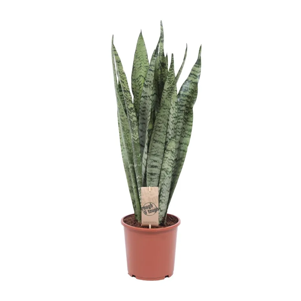 green-guardia-unsere-pflanzen-sansevieria-zeylanica-bogenhanf-70cm image 1