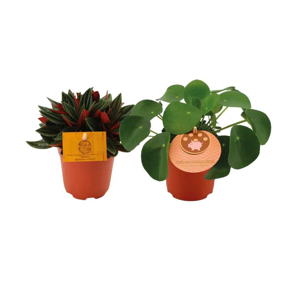 green-guardia-peperomia-duo-rosso-pilea-zimmerpflanzen-15-cm image 1