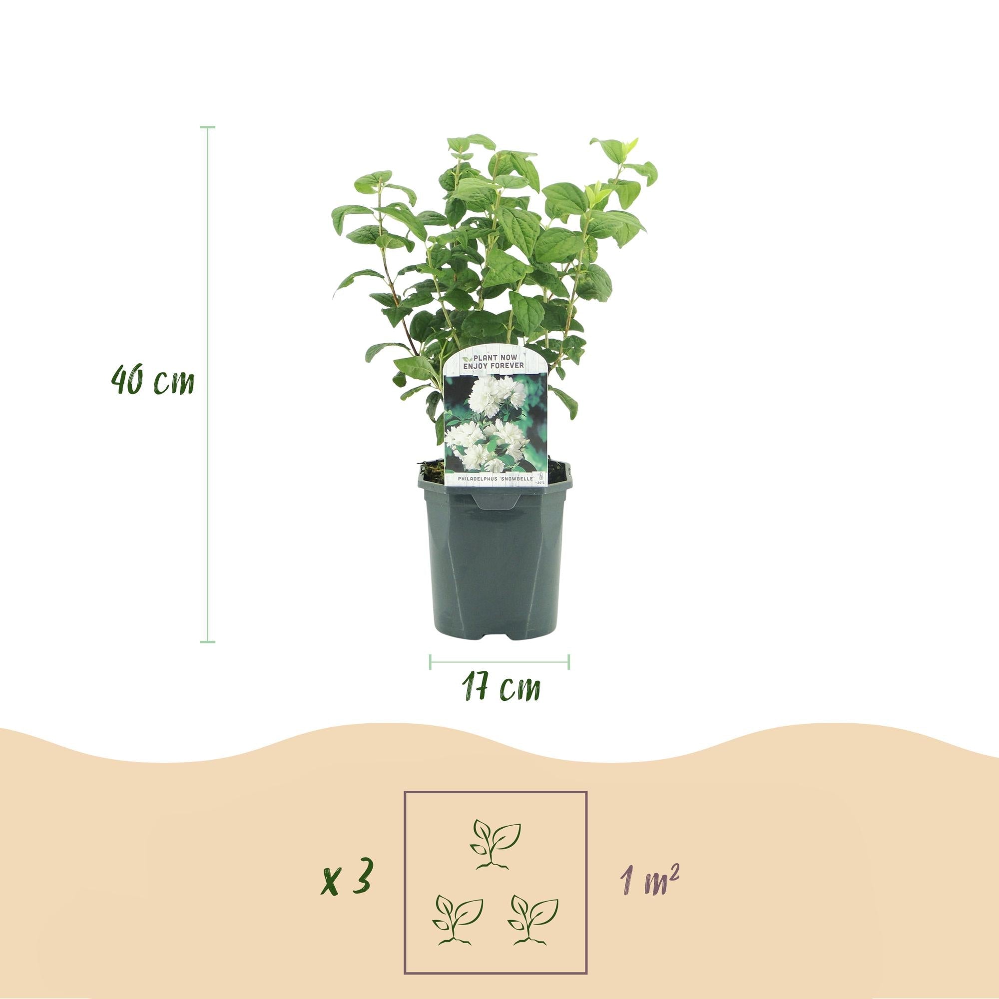 green-guardia-bauernjasmin-snowbelle-wei-17-cm-topf-45-cm image 2
