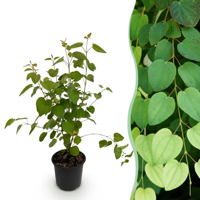 green-guardia-unsere-pflanzen-cercidiphyllum-zierstrauch-12cm image 1