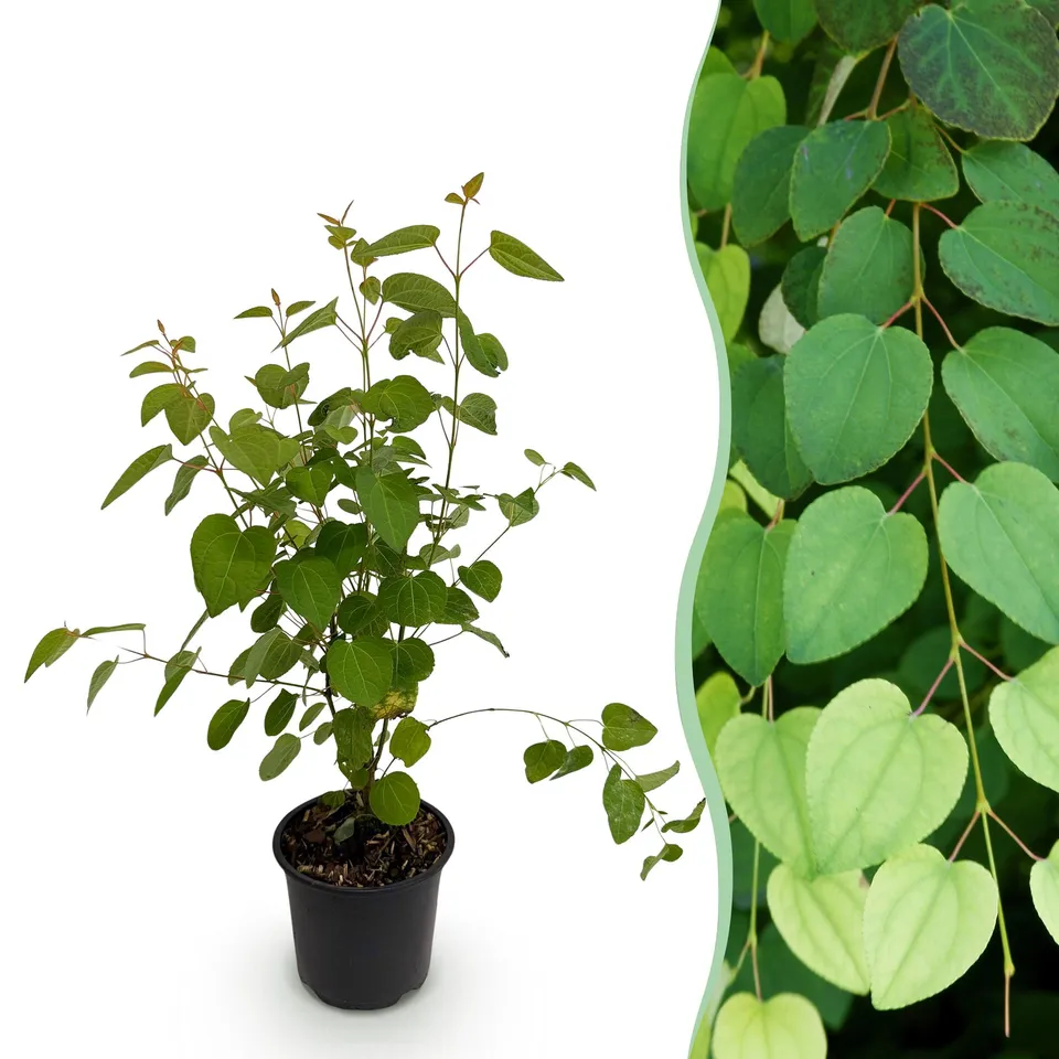 green-guardia-unsere-pflanzen-cercidiphyllum-zierstrauch-12cm image 1