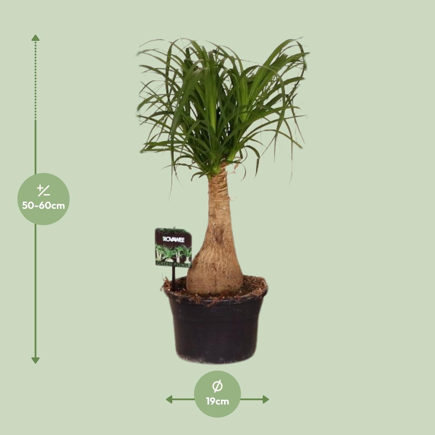 green-guardia-beaucarnea-nolina-elefantenfu-80-cm-pflegeleicht image 4