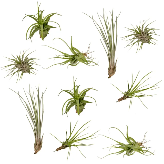 green-guardia-tillandsia-air-mix-luftpflanzen-10-st-ck-pflegeleicht image 1