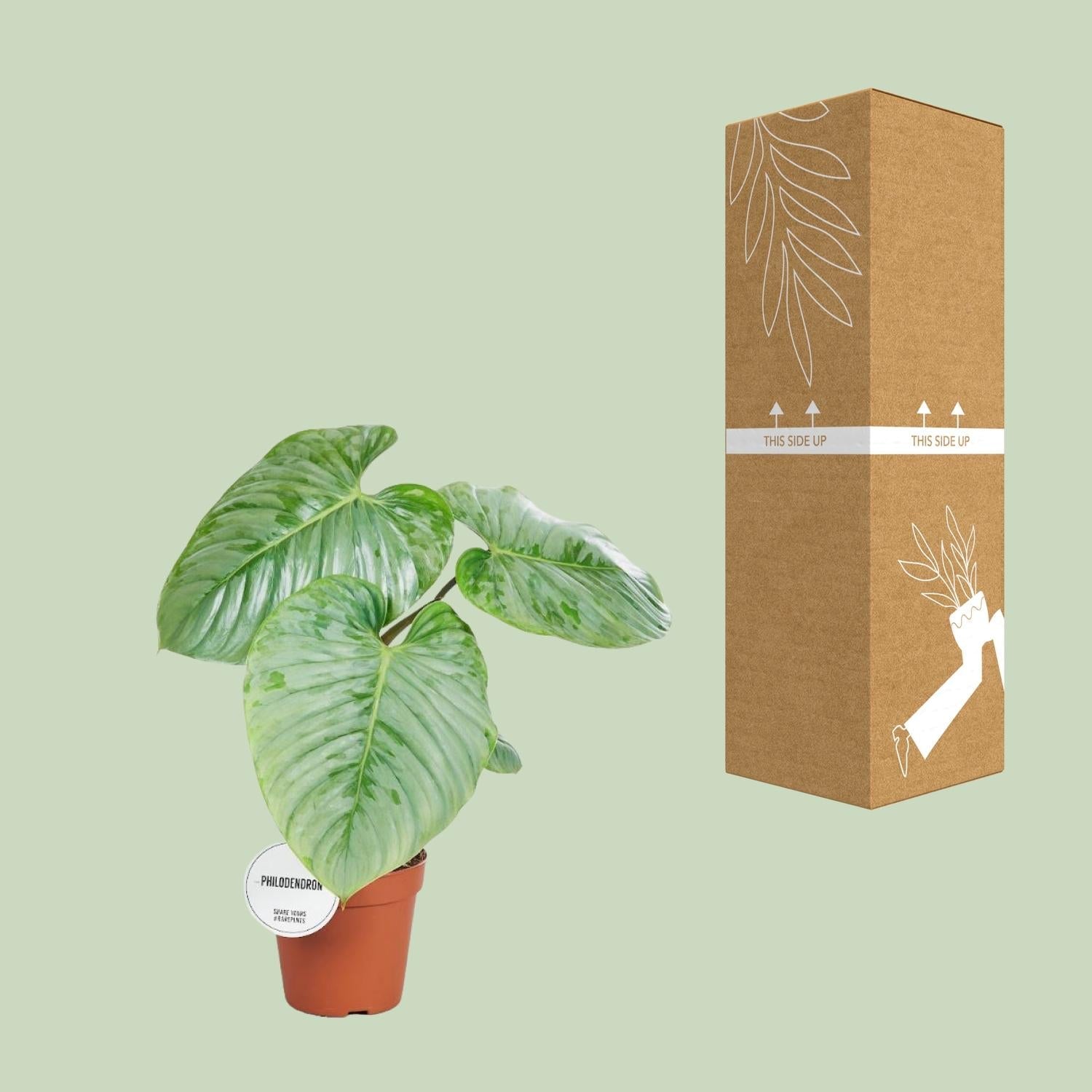 green-guardia-unsere-pflanzen-philodendron-sodiroi-15cm-topf-45cm image 3
