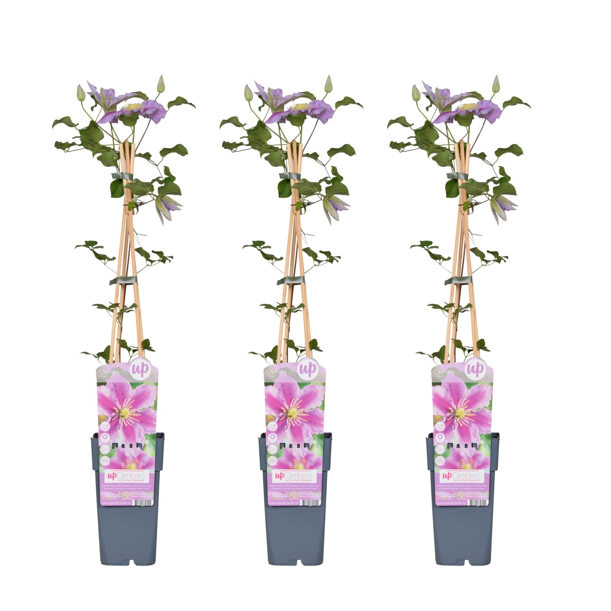 green-guardia-unsere-pflanzen-clematis-piilu-kletterpflanze-15cm-rosa-3x image 4
