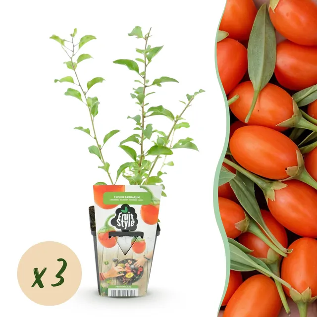 green-guardia-lycium-goji-beere-3-pflanzen-winterhart image 1
