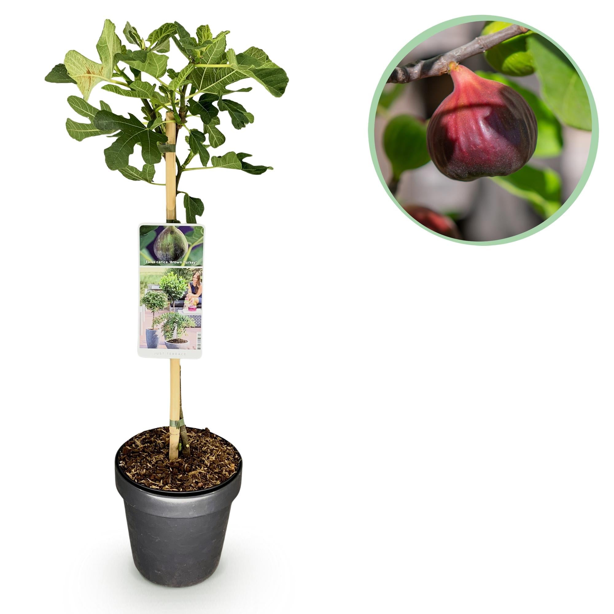 green-guardia-unsere-pflanzen-feigenbaum-brown-turkey-90cm image 1