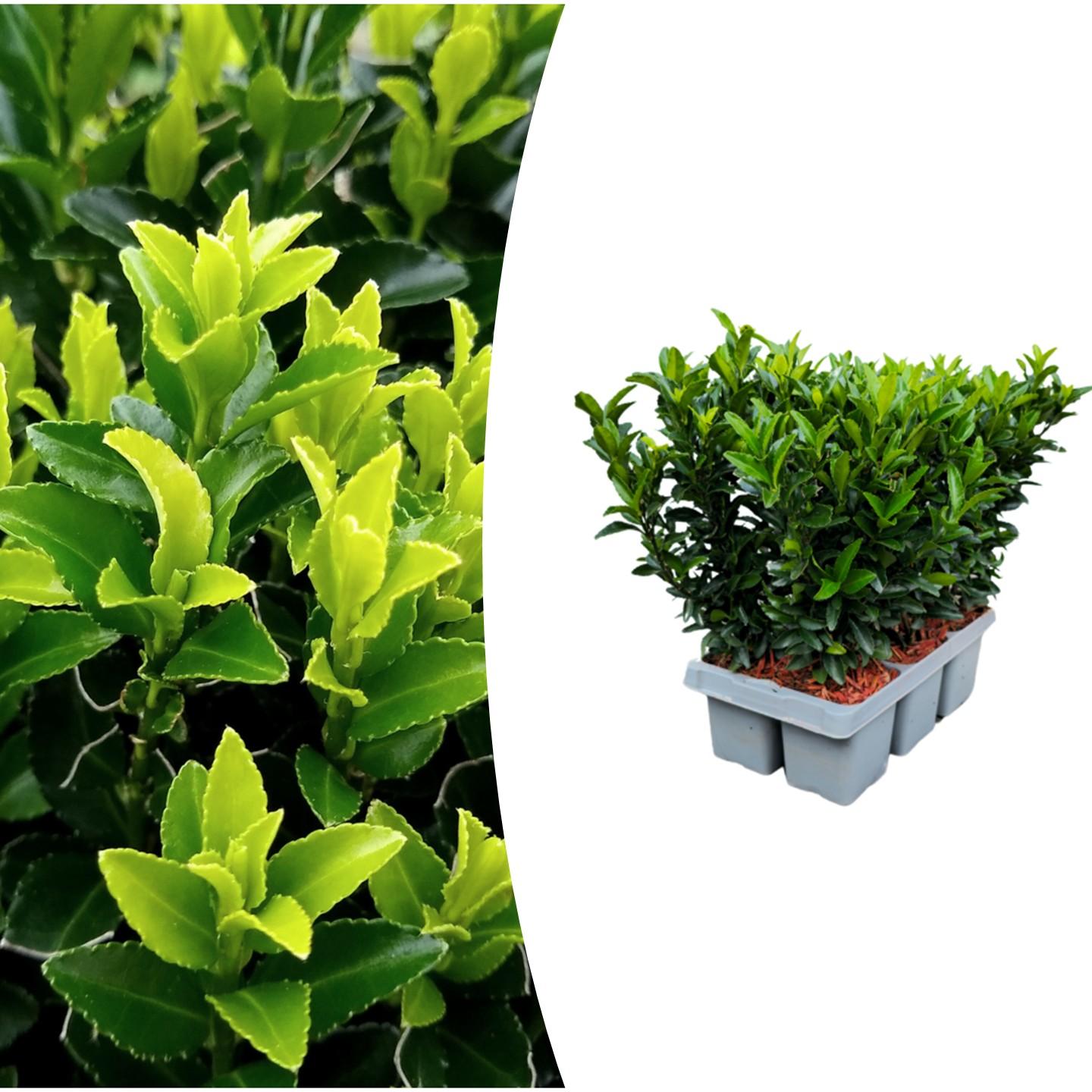 green-guardia-euonymus-green-spire-hecke-immergr-n-6er-pack image 1