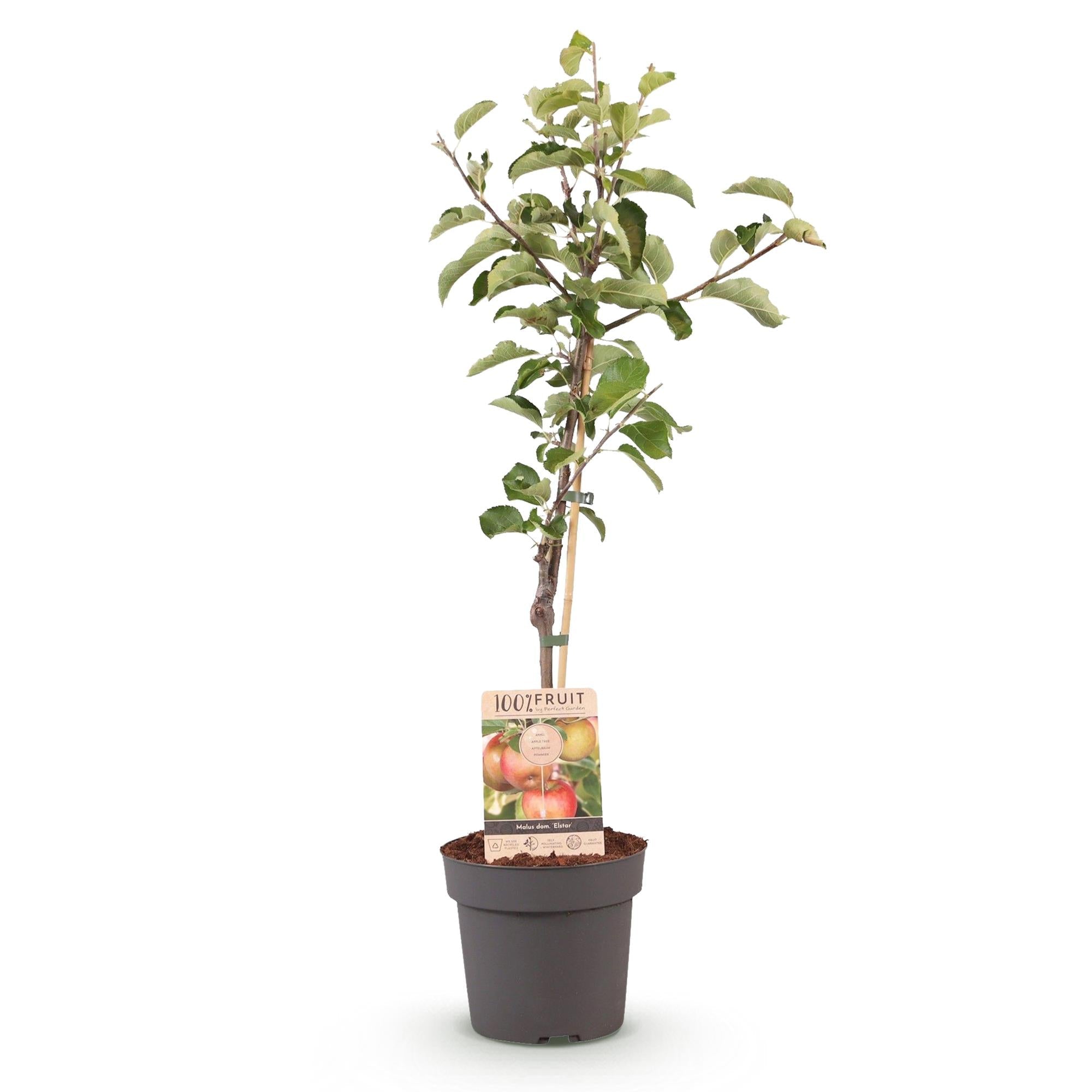 green-guardia-elstar-apfelbaum-90-cm-im-topf image 2