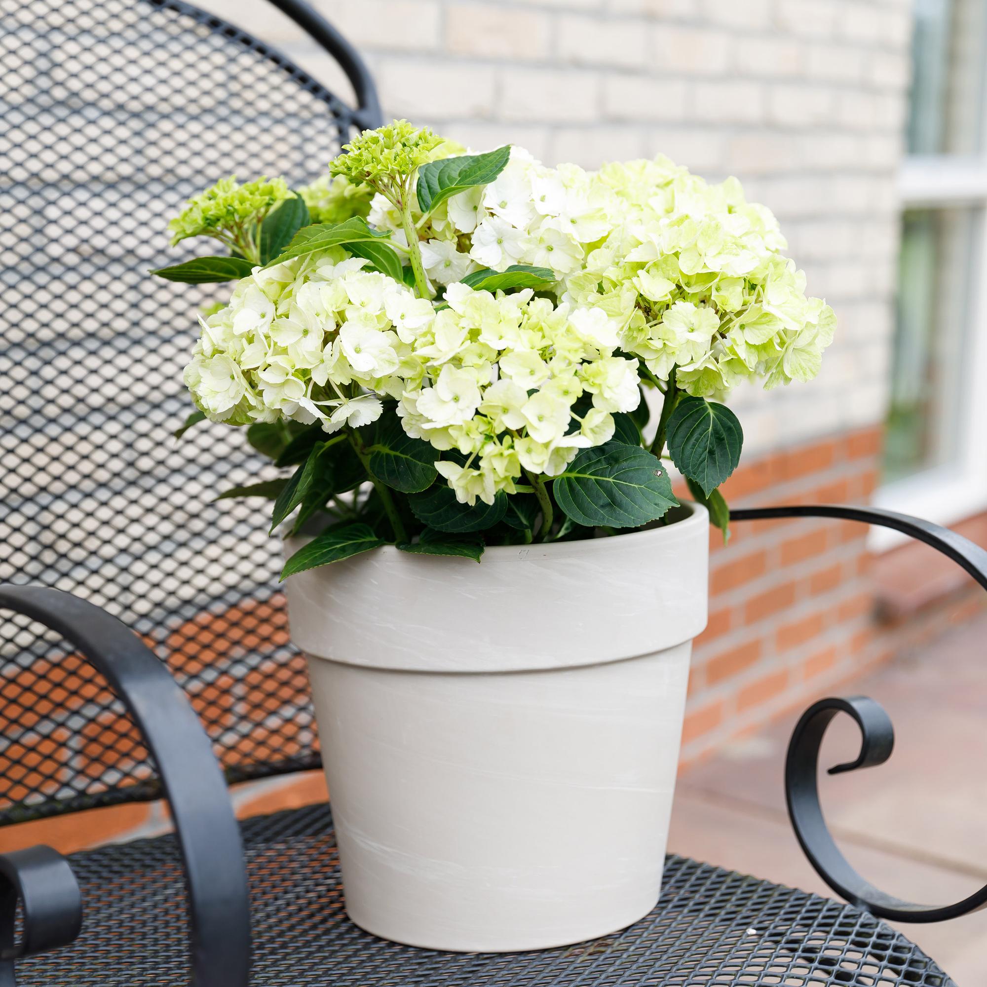 green-guardia-magical-nobless-hortensie-wei-1x-pflanze image 4
