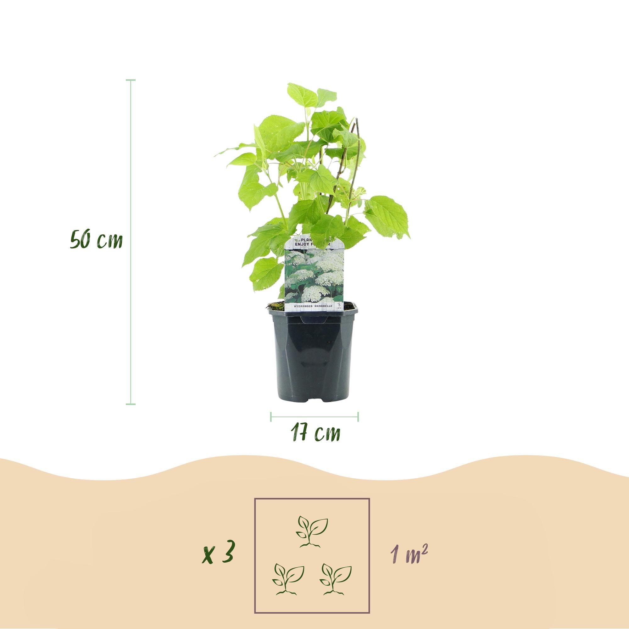 green-guardia-annabelle-hortensie-3-pflanzen-wei-e-bl-te image 4