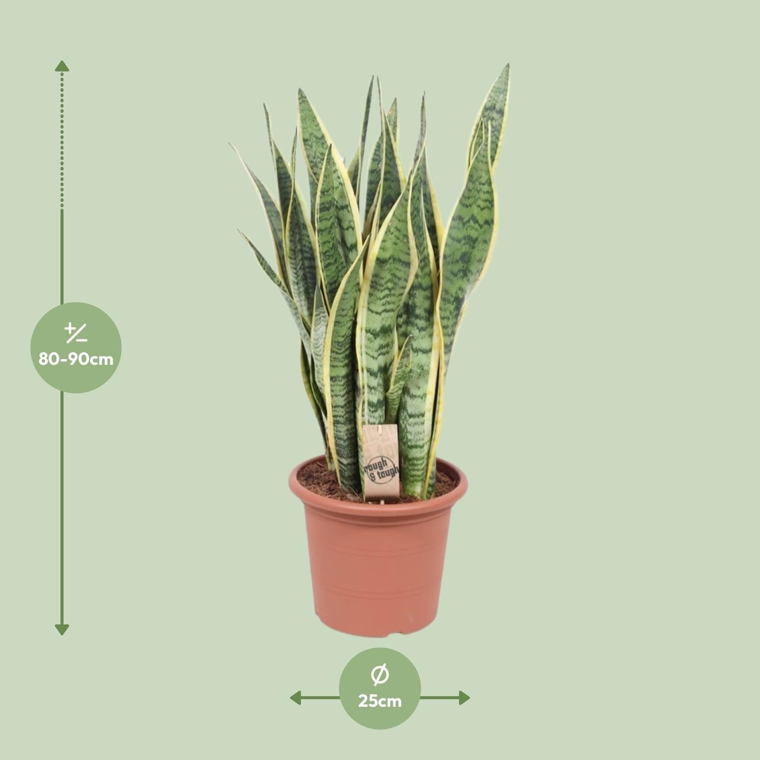 green-guardia-sansevieria-trifasciata-laurentii-zimmerpflanze-40cm-pflegeleicht image 5