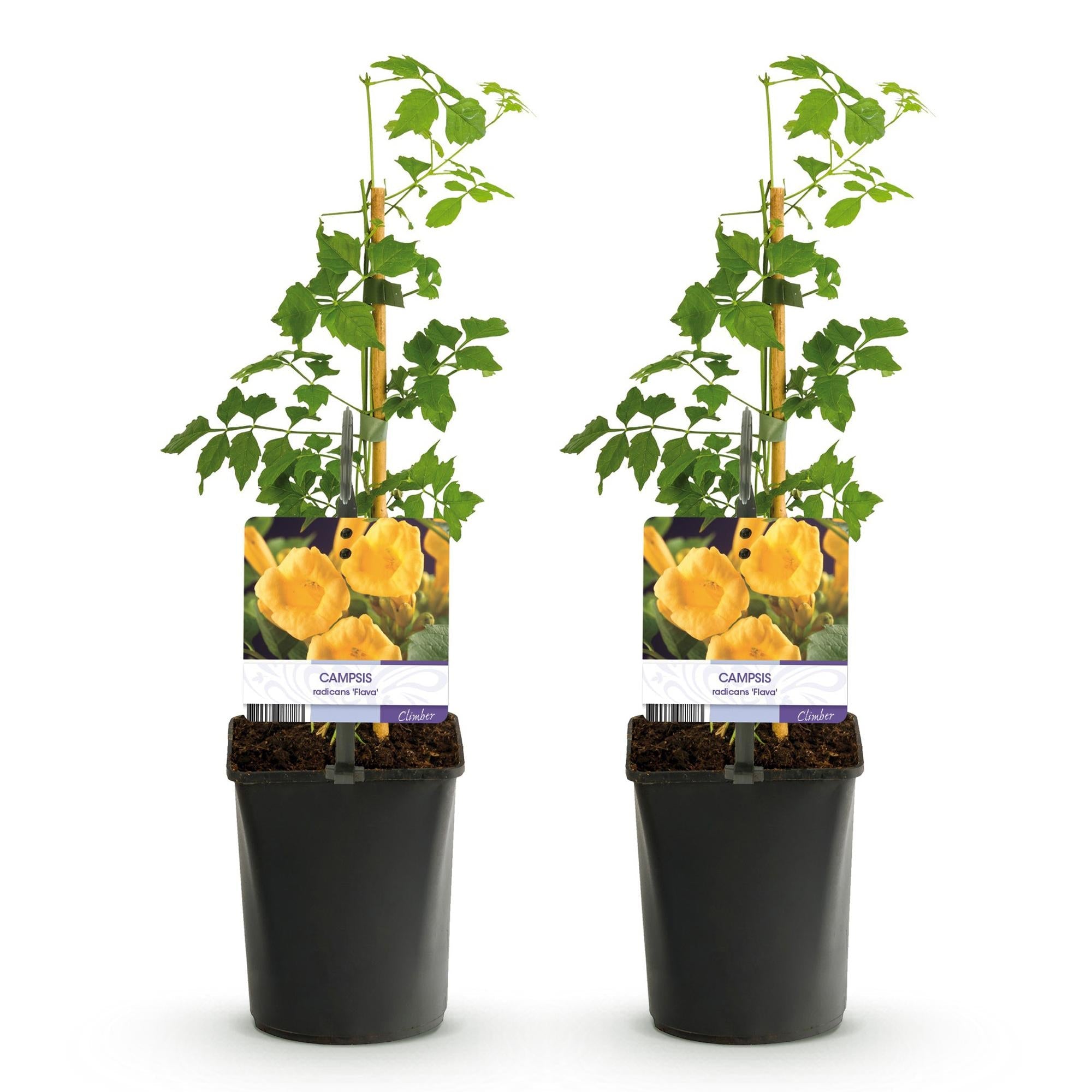 green-guardia-campsis-radicans-flava-trompetenblume-2-st-ck-gelb image 3