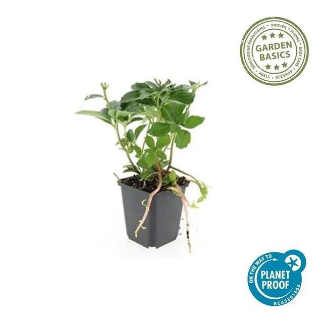 green-guardia-pachysandra-bodendecker-dickm-nnchen-6-pflanzen image 1