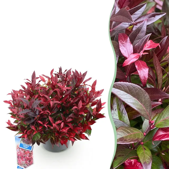green-guardia-leucothoe-zeblid-zierstrauch-17cm-rot image 1