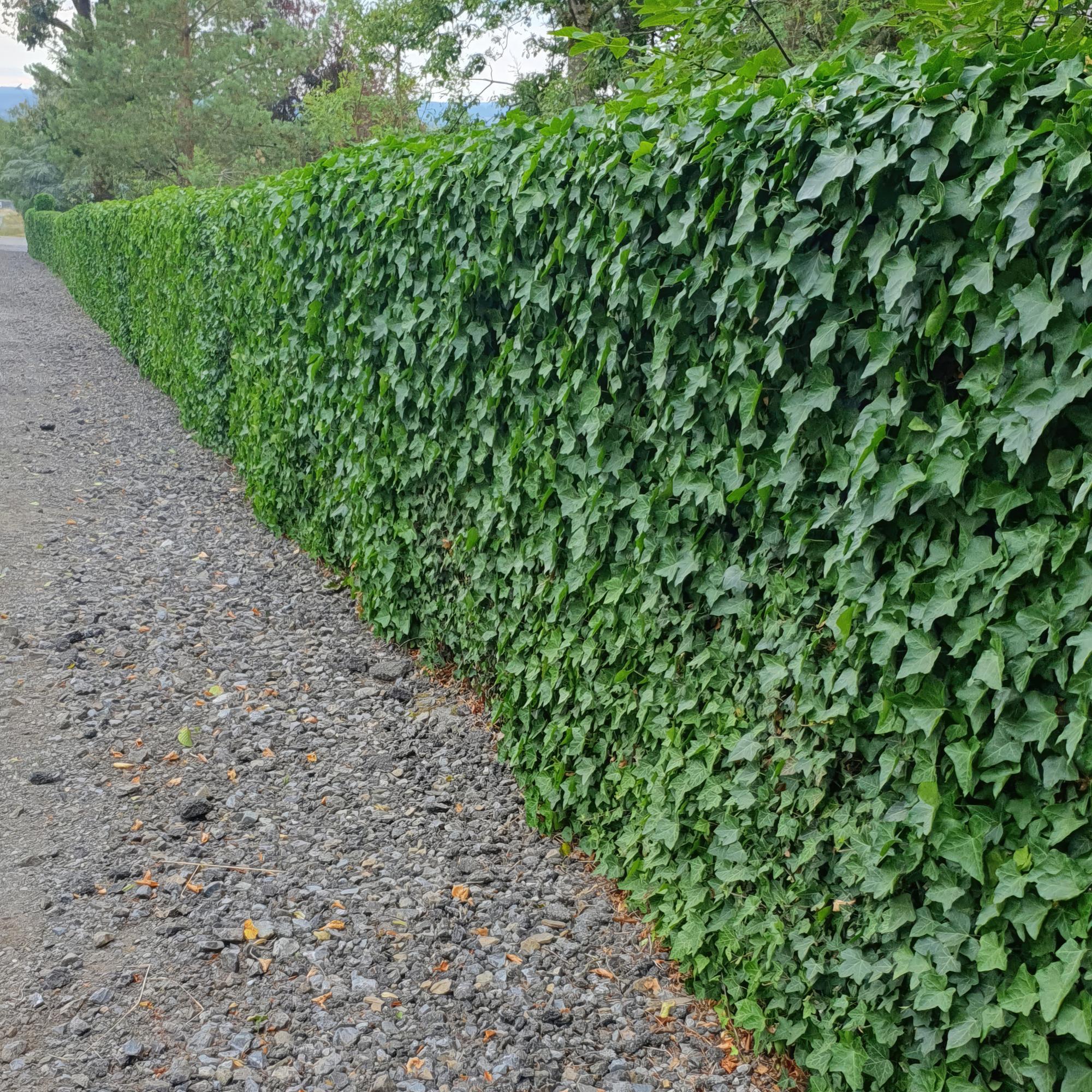 green-guardia-unsere-pflanzen-hedera-efeu-irischer-9cm-topf image 3