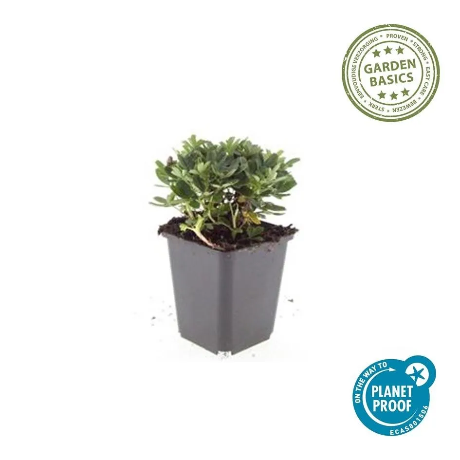 green-guardia-fingerkraut-nuuk-bodendecker-6x-9cm-topf-wei image 1