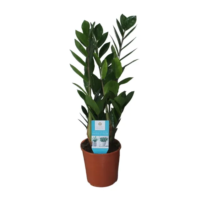 green-guardia-zamioculcas-zamiifolia-gl-cksfeder-40-95cm image 1