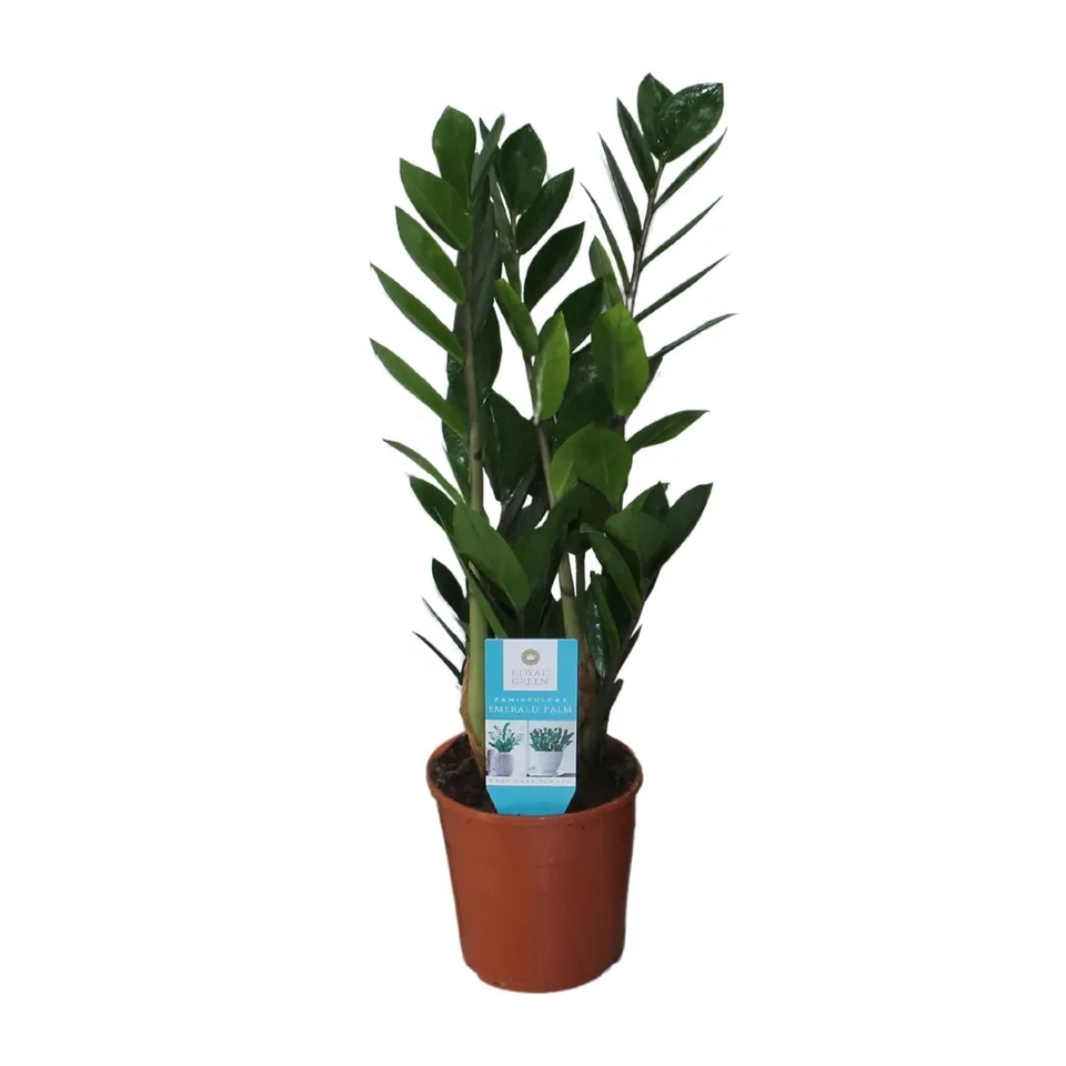 green-guardia-zamioculcas-zamiifolia-gl-cksfeder-40-95cm image 1
