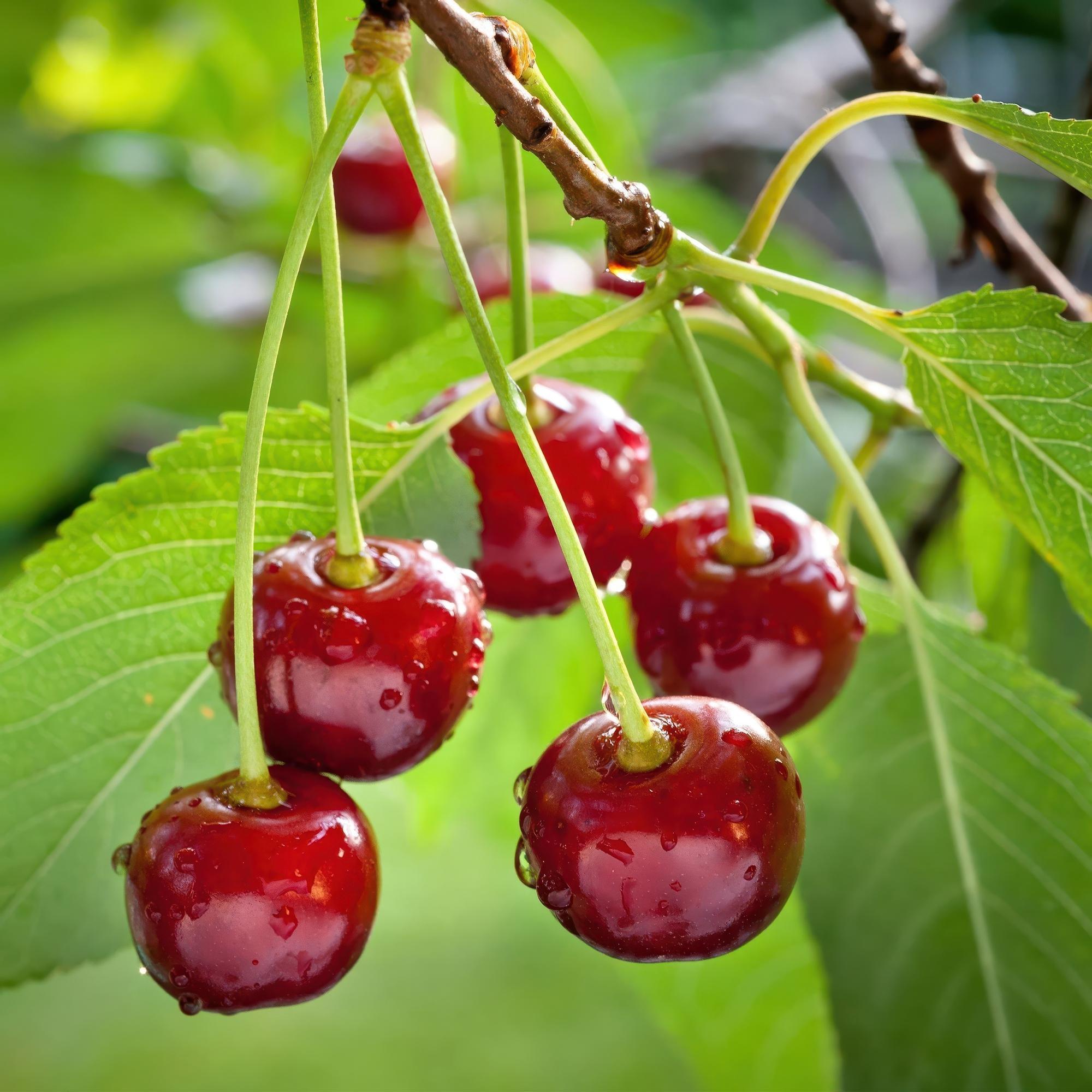 green-guardia-prunus-regina-kirschbaum-21cm-topf-s image 3