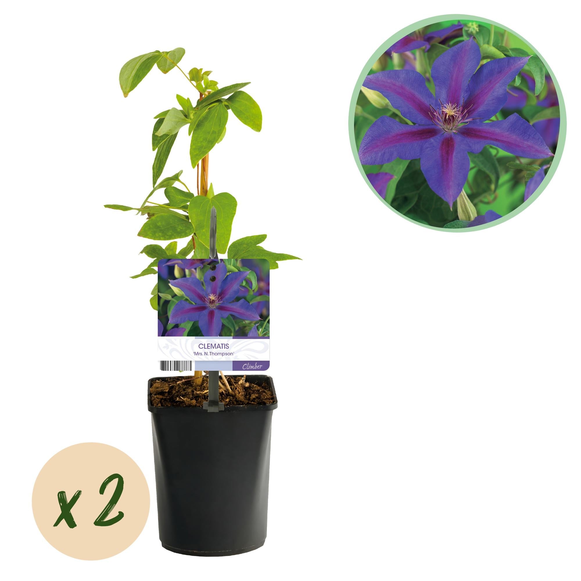 green-guardia-clematis-mrs-n-thompson-kletterpflanze-2x-11cm-rosa image 1