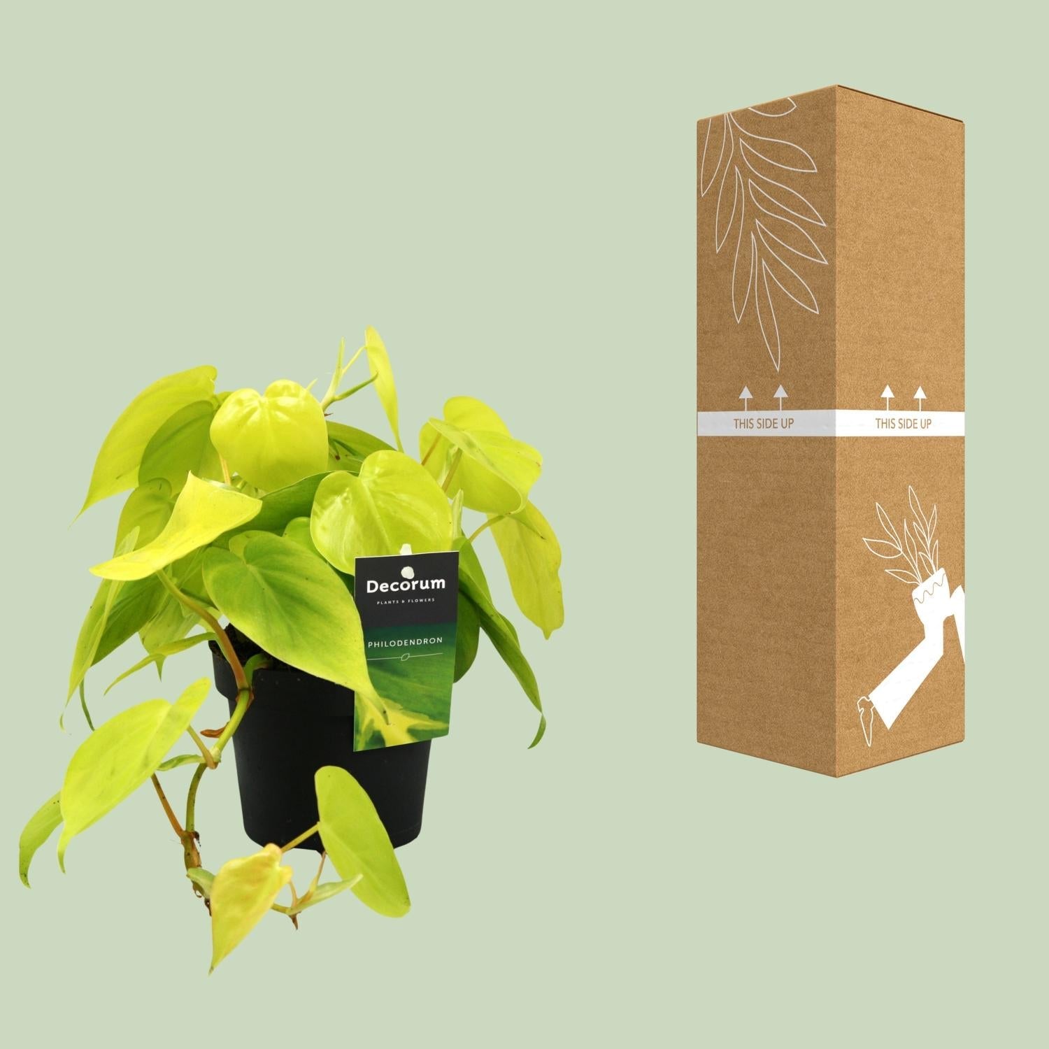 green-guardia-unsere-pflanzen-philodendron-lime-zimmerpflanze-12cm image 3