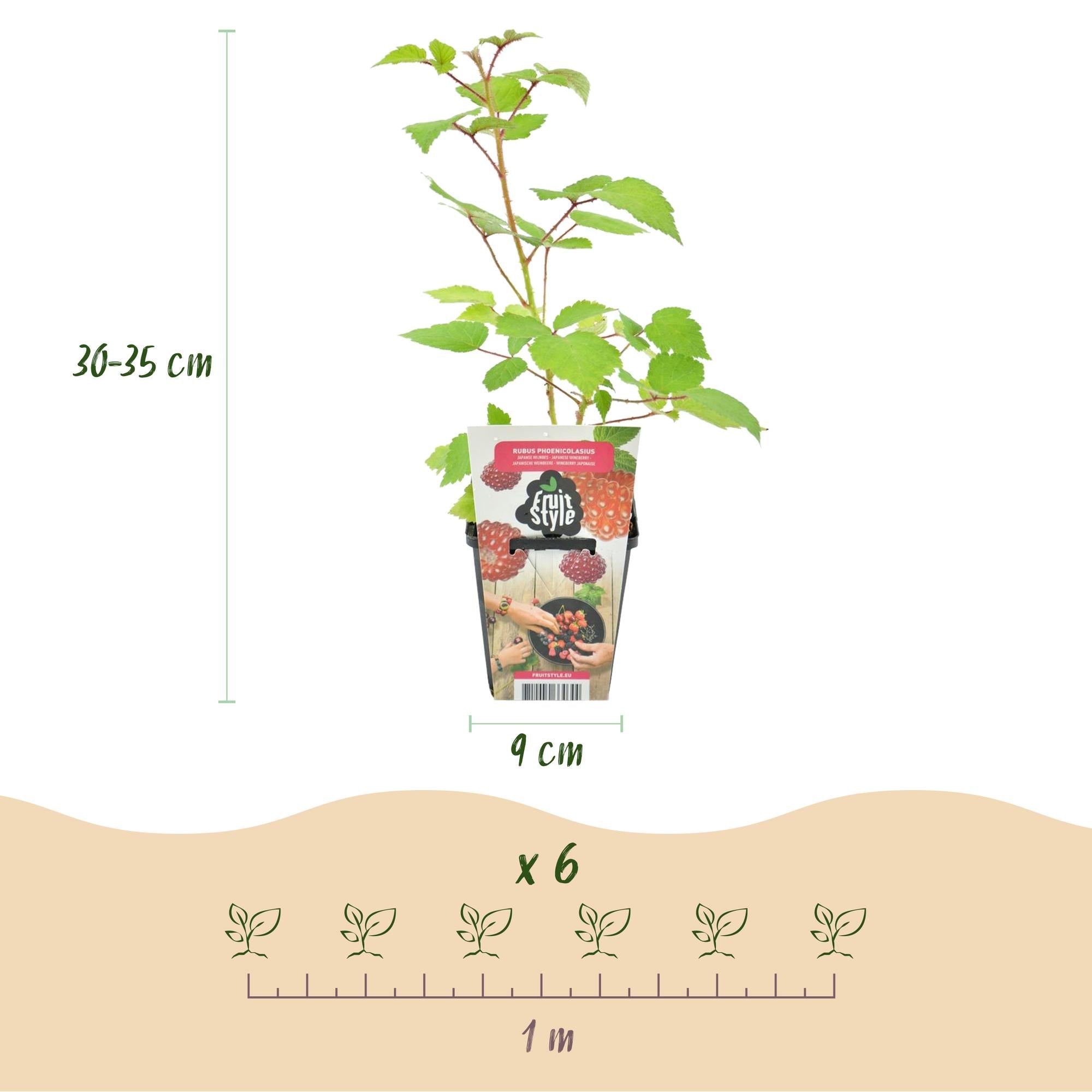 green-guardia-rubus-weinbeere-obstpflanze-3-pflanzen-rote-beere image 2